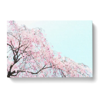 Pink Cherry Blossom Tree Canvas Print Main Image