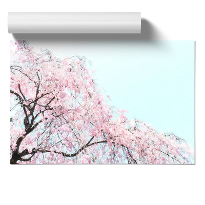 Pink Cherry Blossom Tree