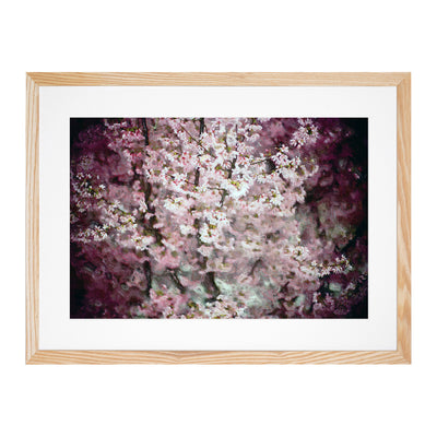 Pink Cherry Blossoms