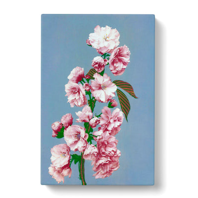 Pink Cherry Blossoms By Ogawa Kazumasa Canvas Print Main Image