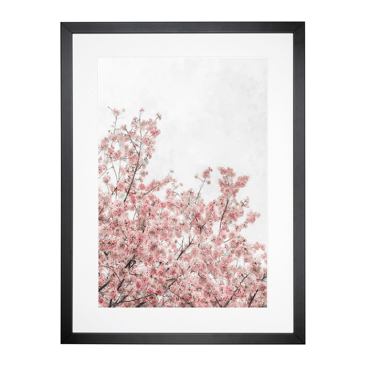 Pink Cherry Tree