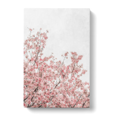 Pink Cherry Tree Painting Canvas Print Main Image