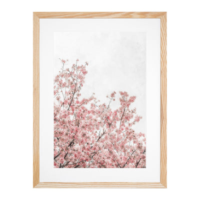 Pink Cherry Tree