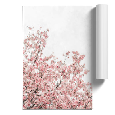 Pink Cherry Tree