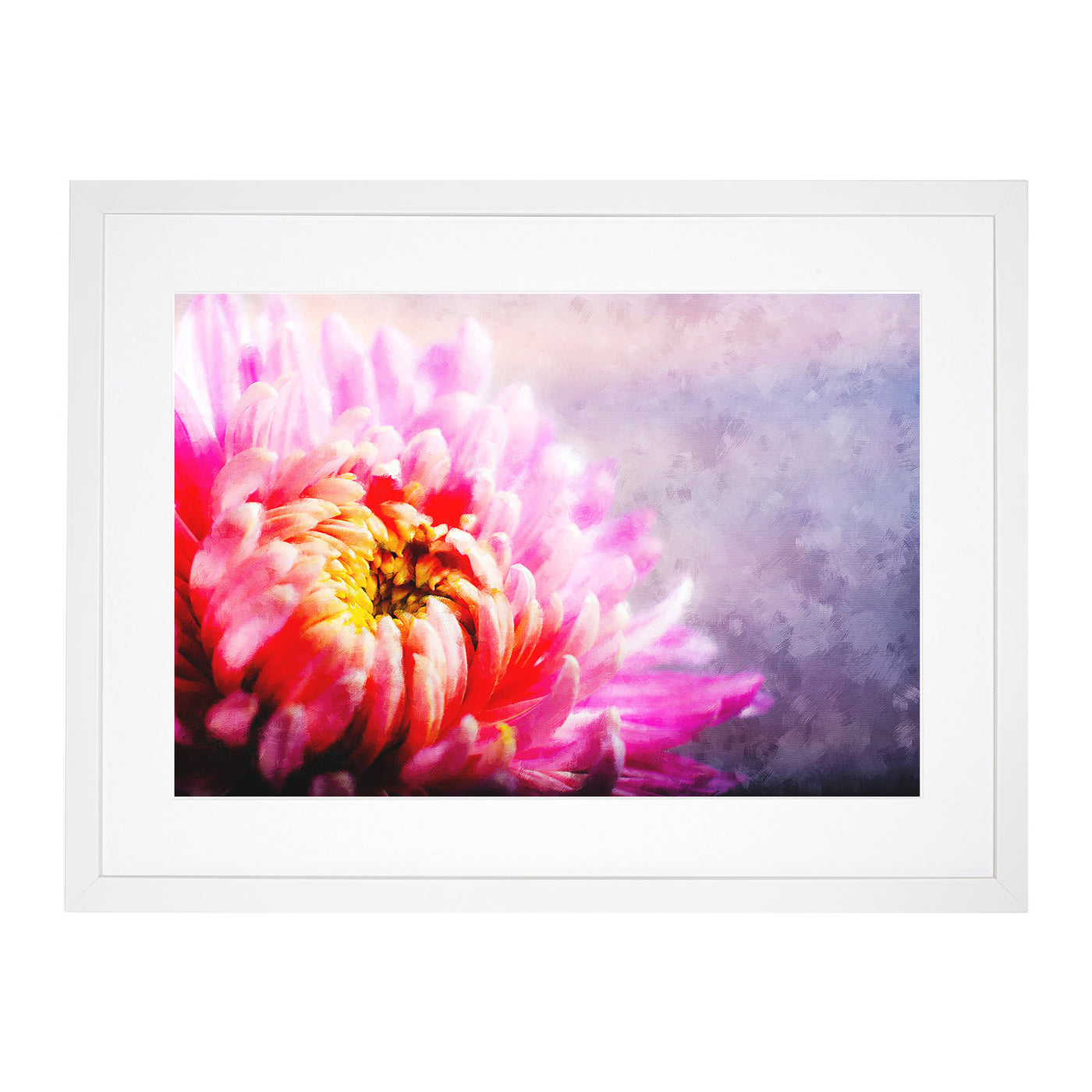 Pink Chrysanthemum Flower