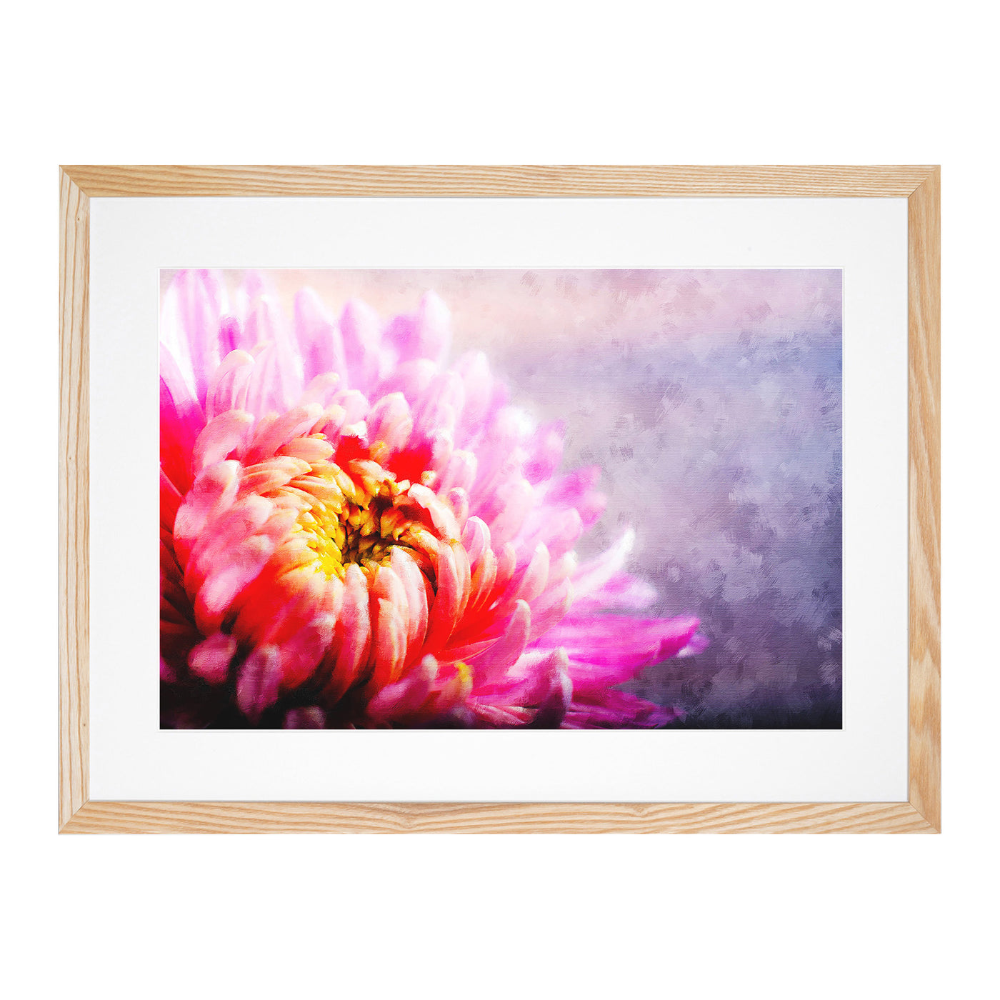 Pink Chrysanthemum Flower