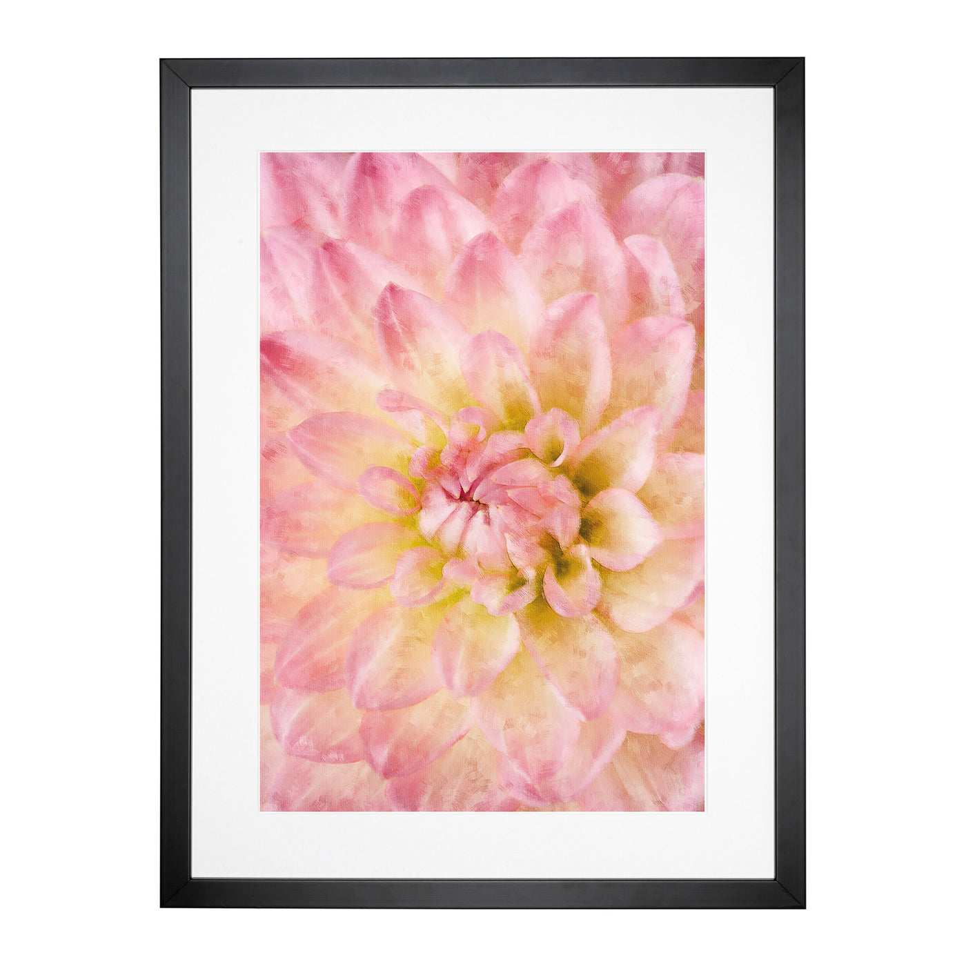 Pink Dahlia Flower Abstract