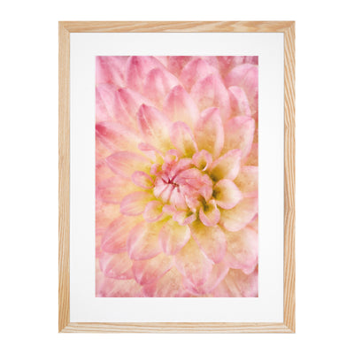 Pink Dahlia Flower Abstract