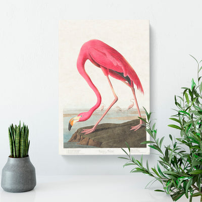 Pink Flamingo By John James Audubon