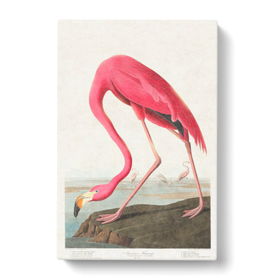 Pink Flamingo By John James Auduboncan Canvas Print Main Image