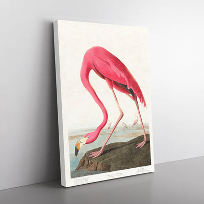 Pink Flamingo By John James Audubon