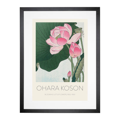 Pink Lotus Flower Print By Ohara Koson Framed Print Main Image