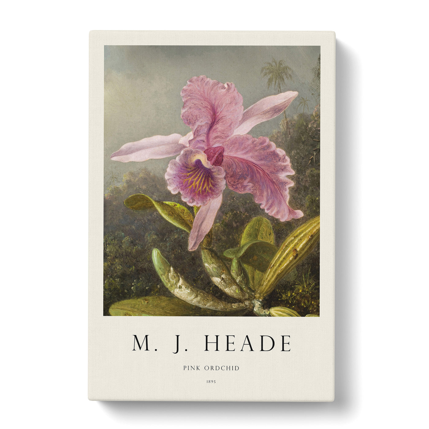 Pink Orchids Print By Martin Johnson Heade Canvas Print Main Image