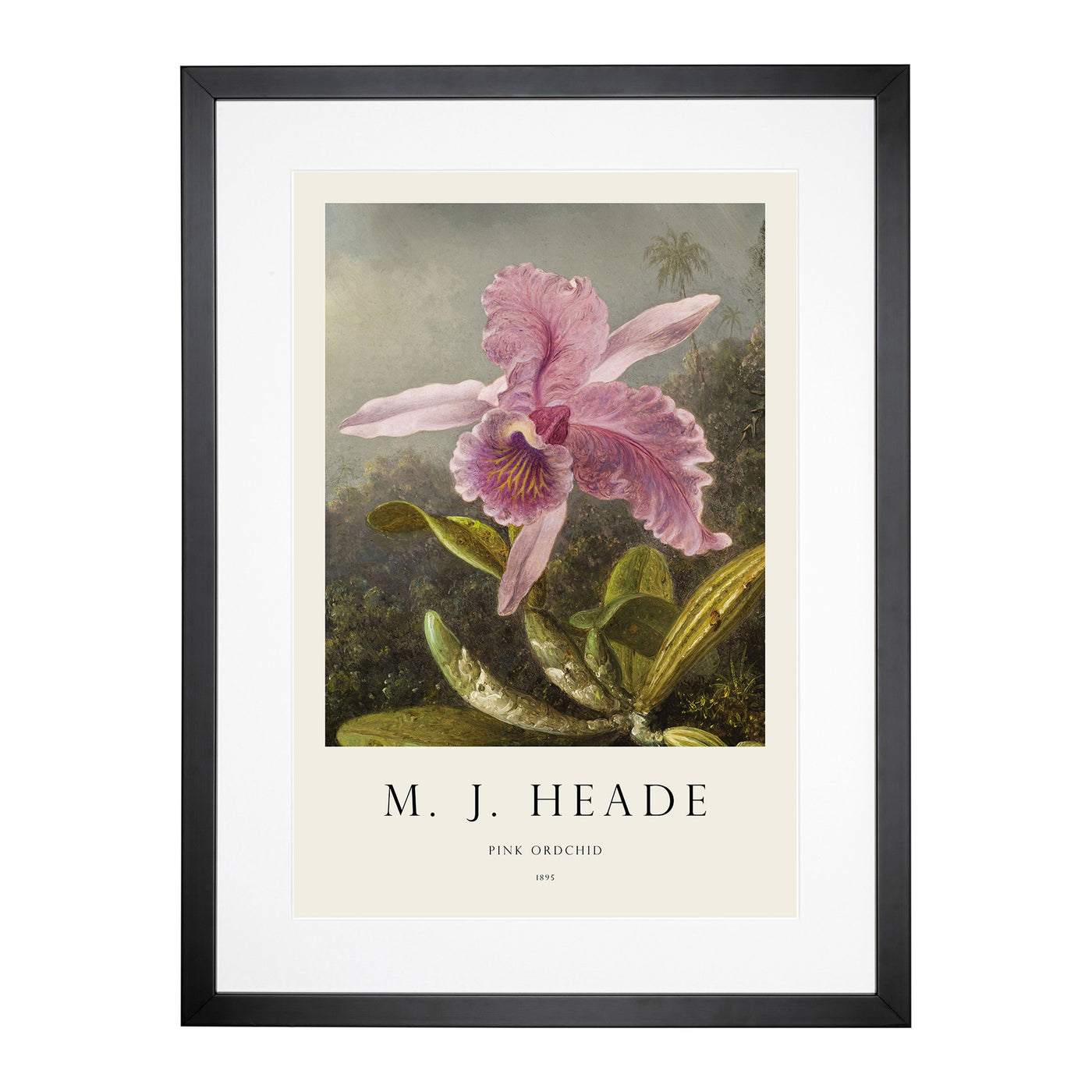 Pink Orchids Print By Martin Johnson Heade Framed Print Main Image