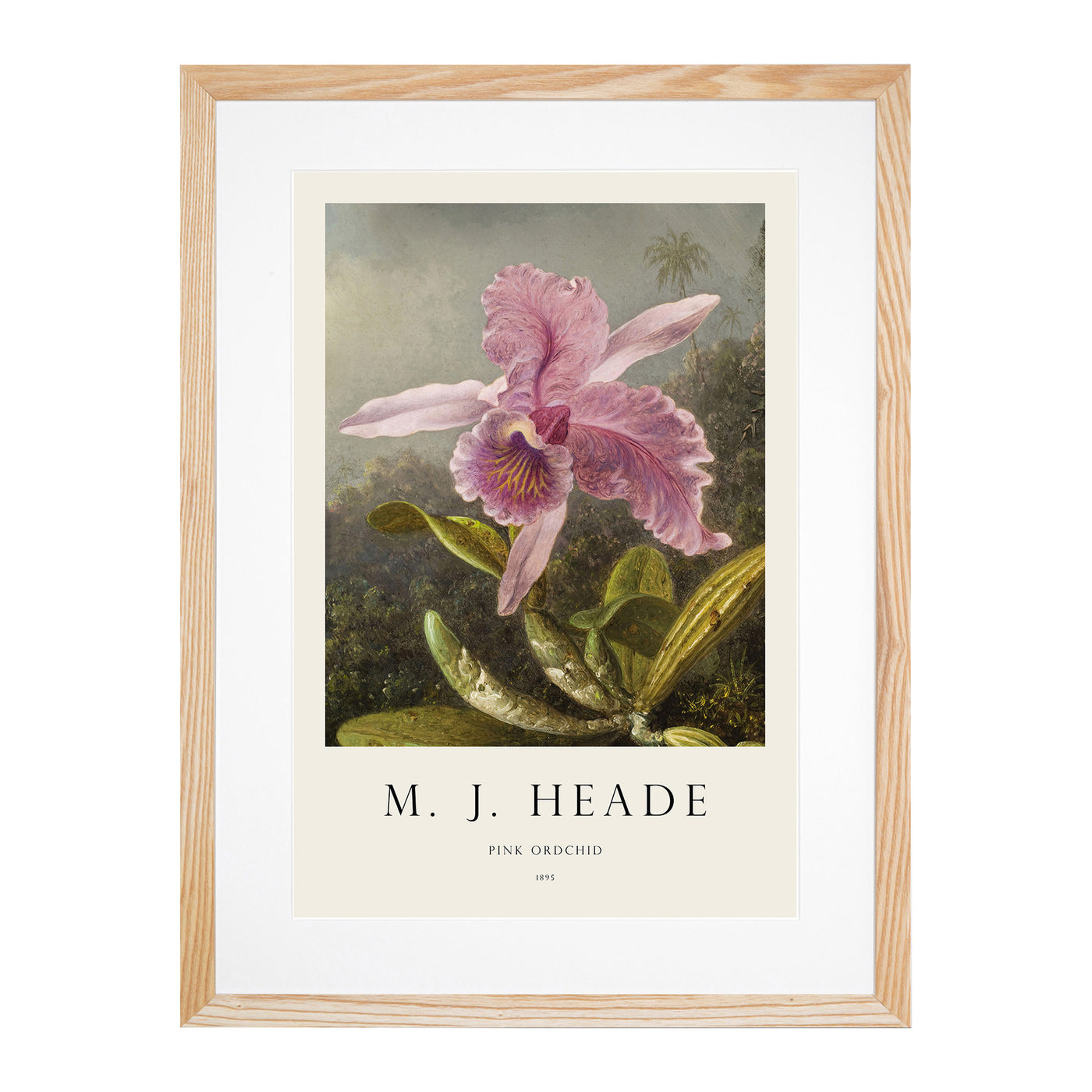 Pink Orchids Print By Martin Johnson Heade