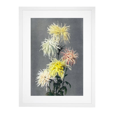 Pink & Yellow Chrysanthemums By Ogawa Kazumasa