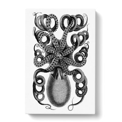 Rear Of An Octopus In Black & White By George Shawcan Canvas Print Main Image