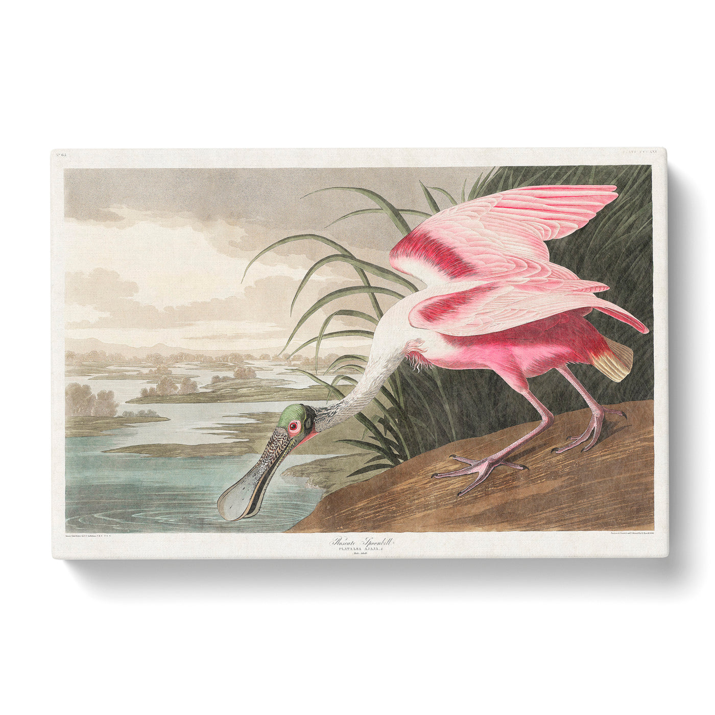 Roseate Spoonbill By John James Auduboncan Canvas Print Main Image