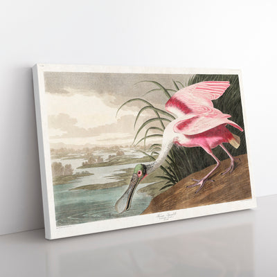 Roseate Spoonbill By John James Audubon