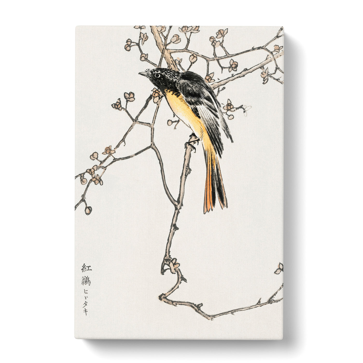 Siberian Blue Tail Bird By Numata Kashu Canvas Print Main Image