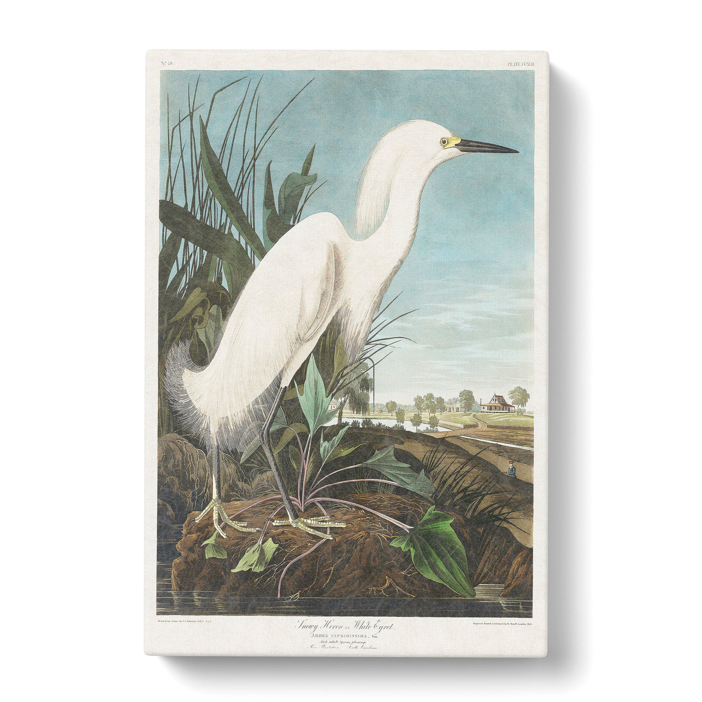 Snowy Heron By John James Auduboncan Canvas Print Main Image