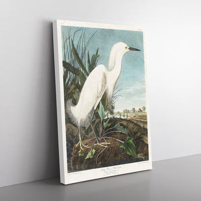 Snowy Heron By John James Audubon