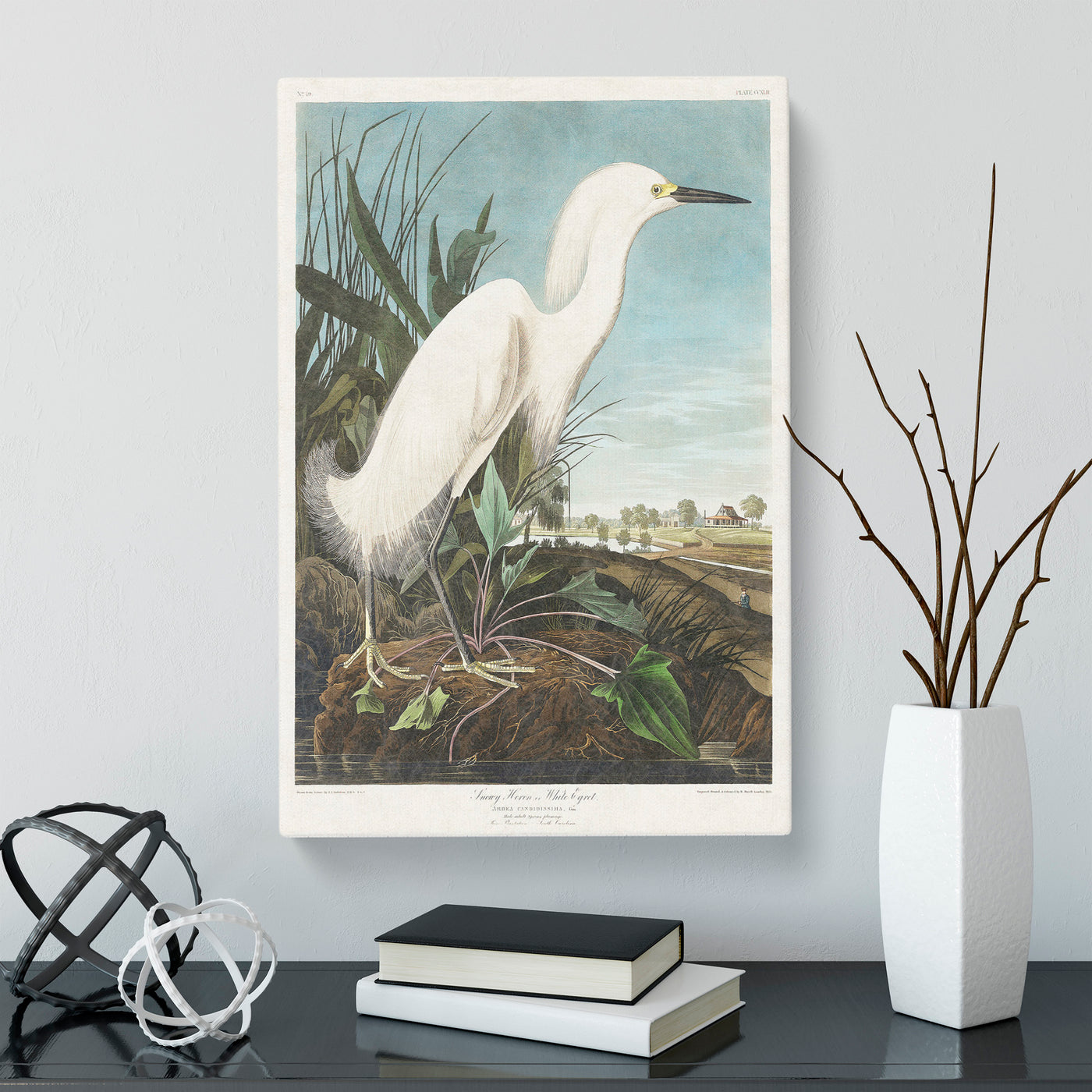 Snowy Heron By John James Audubon