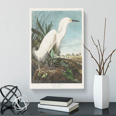 Snowy Heron By John James Audubon