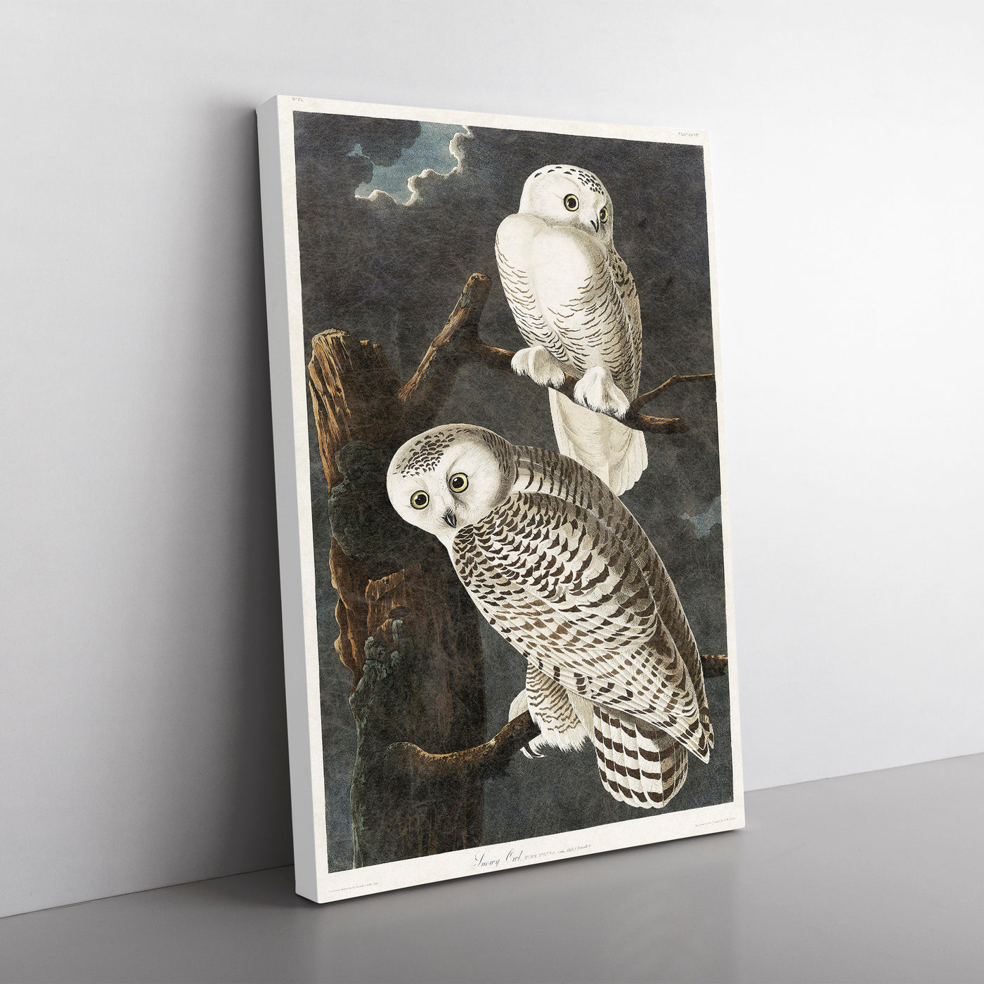 Snowy Owls By John James Audubon