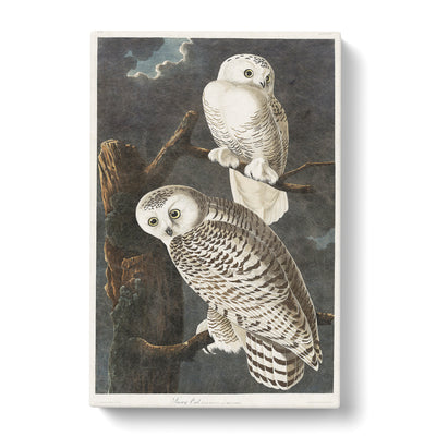 Snowy Owls By John James Auduboncan Canvas Print Main Image