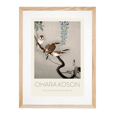 Sparrows At Wisteria Print By Ohara Koson