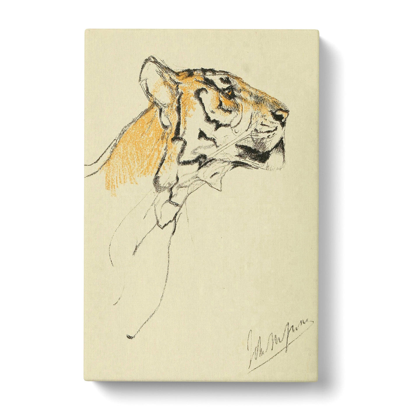 Study Of A Tiger Vol.2 Byx John Macallan Swan Canvas Print Main Image