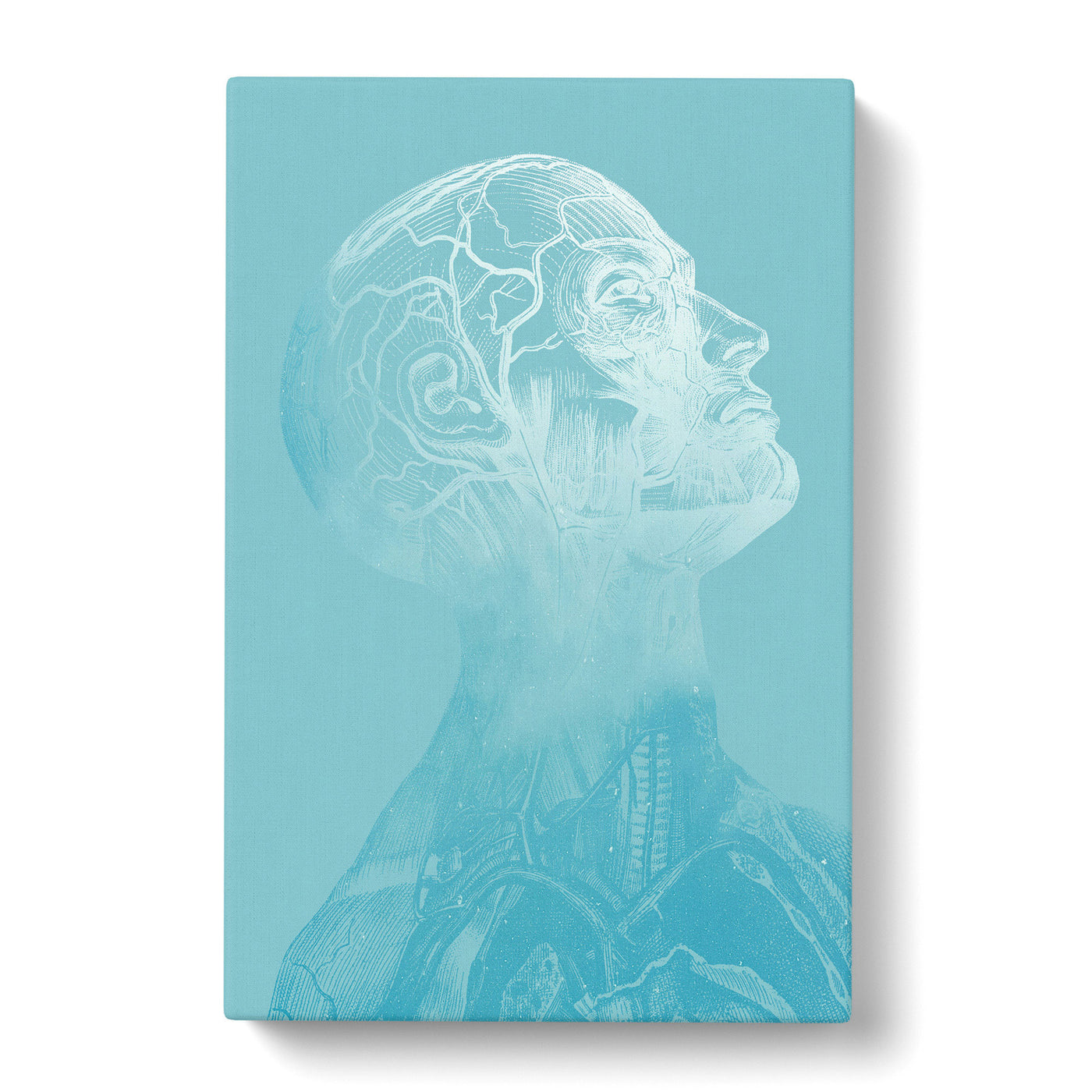 Teal Anatomical Twilight Head Canvas Print Main Image