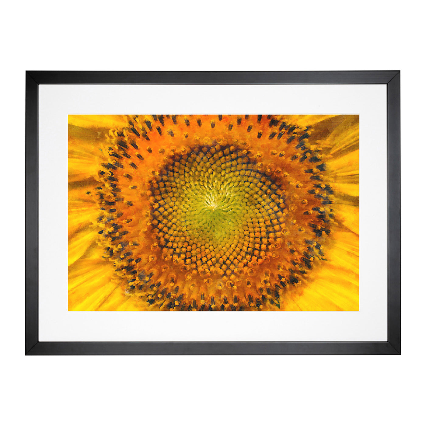 The Eye Of A Yellow Sunflower