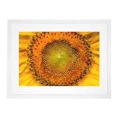 The Eye Of A Yellow Sunflower