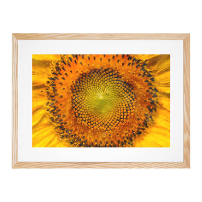 The Eye Of A Yellow Sunflower