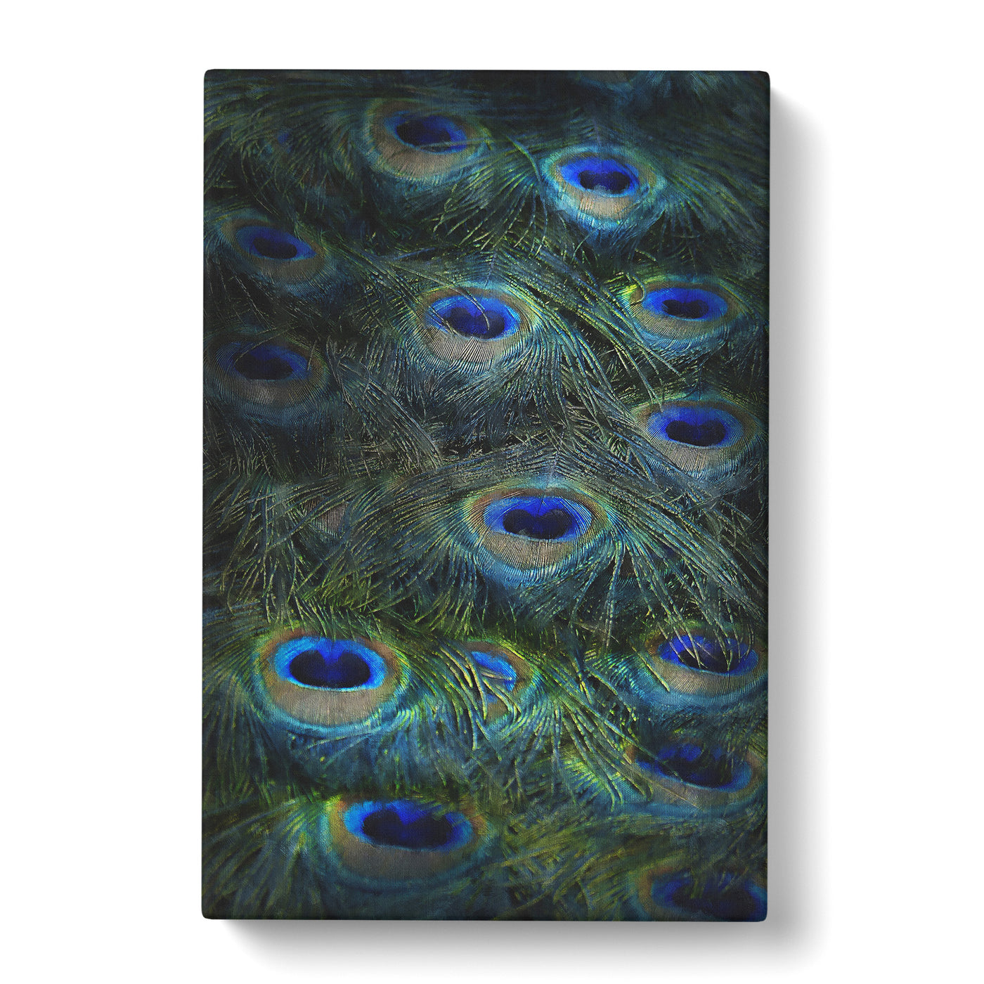 The Feathers Of A Peacock Painting Canvas Print Main Image