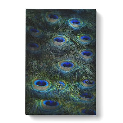 The Feathers Of A Peacock Painting Canvas Print Main Image