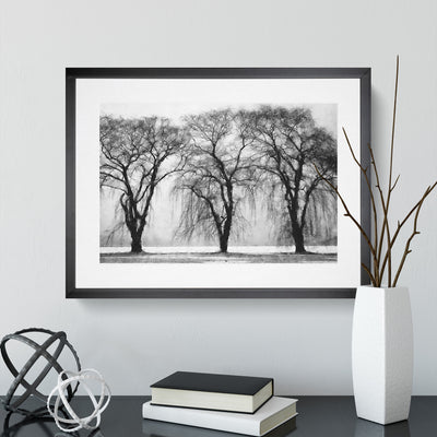 Three Trees At Winter