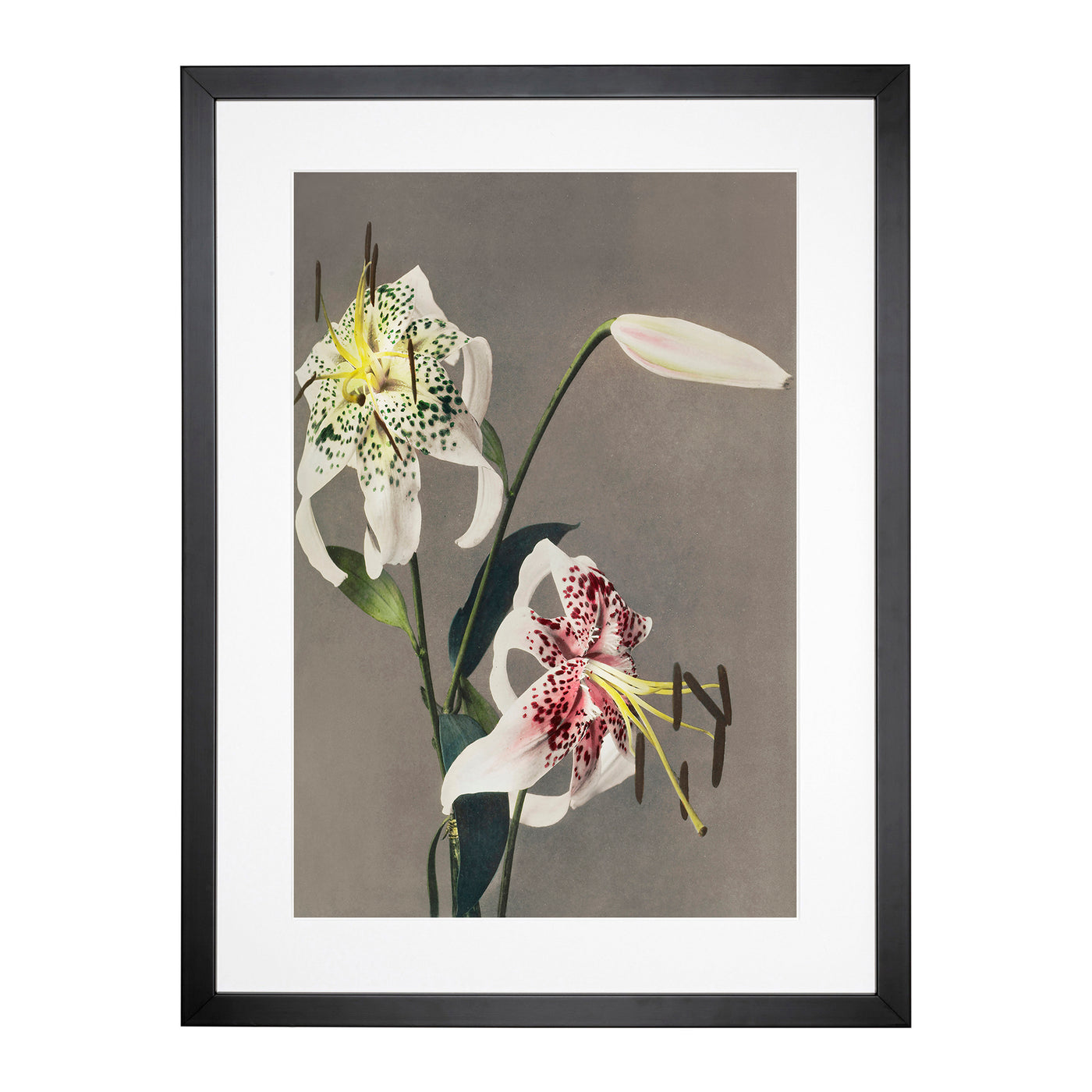 Three White Lilies By Kazumasa Ogawa