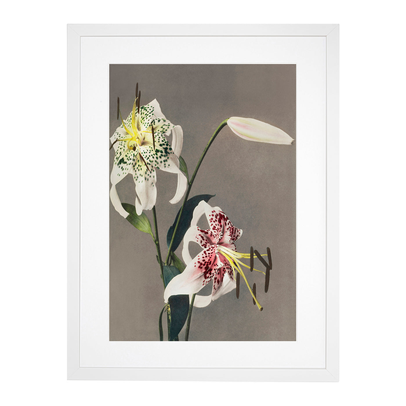 Three White Lilies By Kazumasa Ogawa