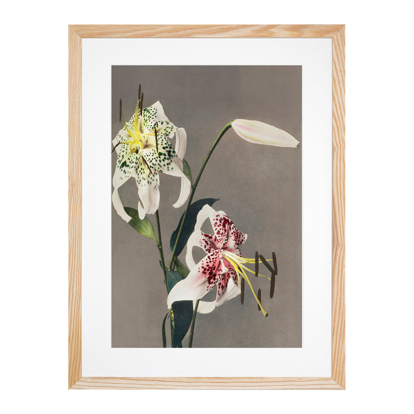 Three White Lilies By Kazumasa Ogawa