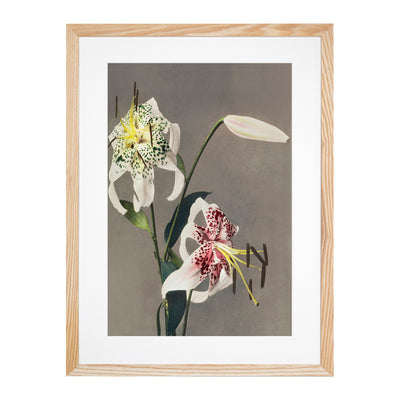 Three White Lilies By Kazumasa Ogawa