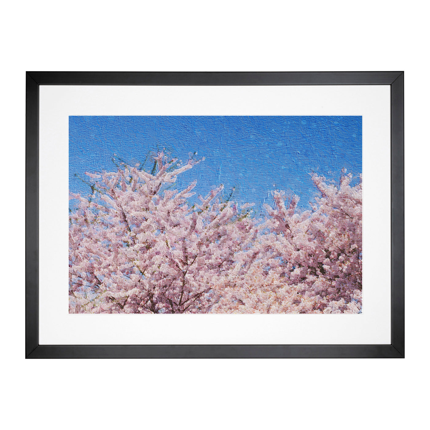 Top Of A Pink Cherry Blossom Tree