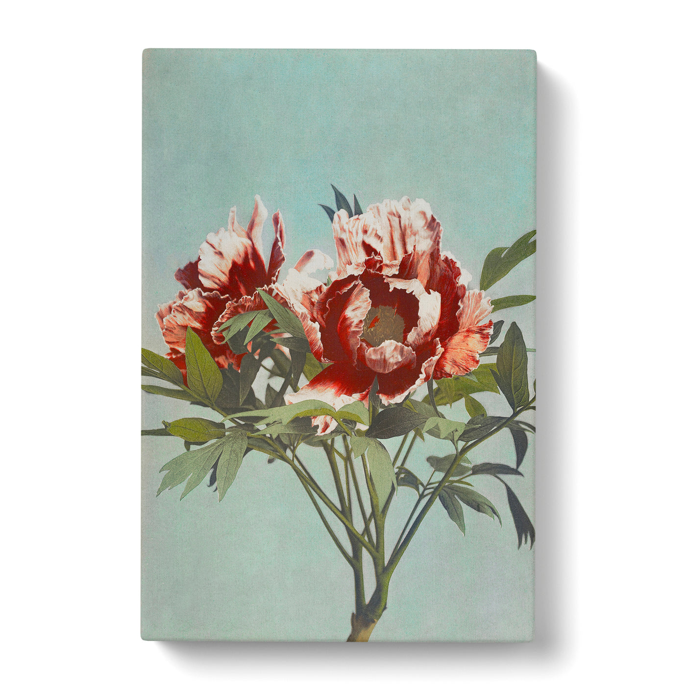 Tree Peony By Kazumasa Ogawa Canvas Print Main Image