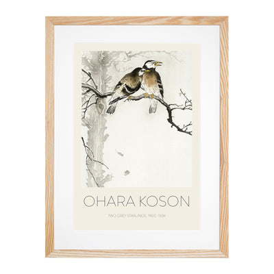Two Grey Starlings Print By Ohara Koson