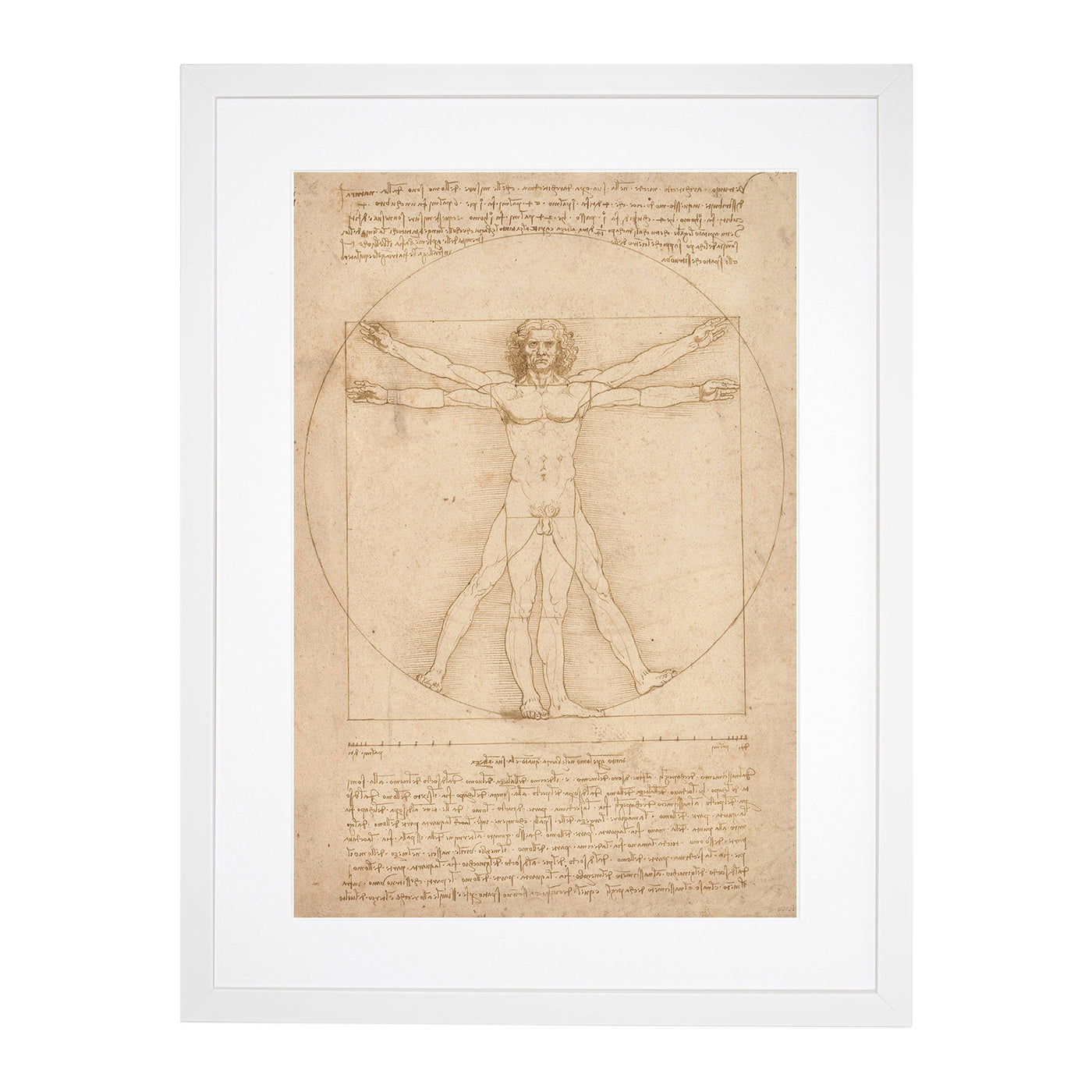 Vitruvian Man Vol.2 By Leonardo Da Vinci