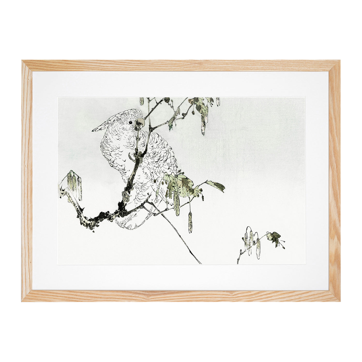 White Cockatoo By Watanabe Seitei