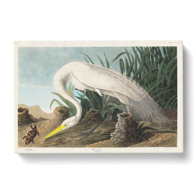 White Heron By John James Auduboncan Canvas Print Main Image