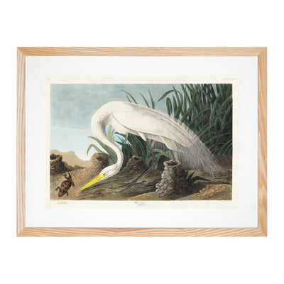 White Heron By John James Audubon